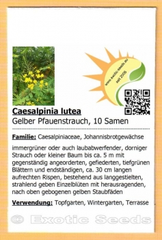 Caesalpinia lutea, Gelber Pfauenstrauch, 10 Samen